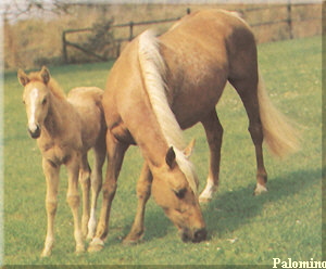 Palomino