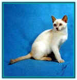 t-cham-solid2-M-8-24.jpg (14700 bytes)